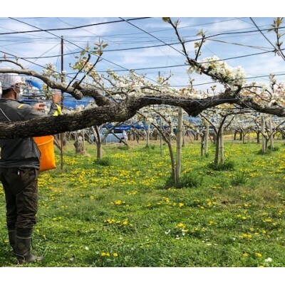 梨の産地 埼玉県東松山の美味しい梨