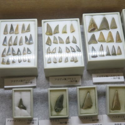 東松山市化石と自然の体験館優待券【3名分】