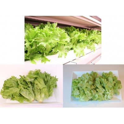 【栽培期間中農薬不使用】洗わず食べられる!レタス3種 [1kg]※10株程度