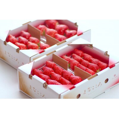 ★先行予約★期間限定【とちおとめ】厳選苺(いちご) まなこころ 葵 4パック(1040g)