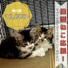 保護ねこ活動支援～野良猫から地域で見守るさくら猫に～【感謝状付き】