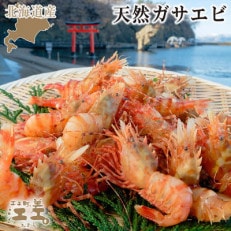 江差近海産  希少な天然ガサエビ 500g