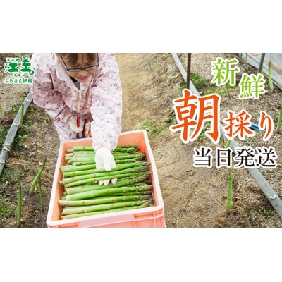 北海道江差町産 アスパラガス 2kg　L～2Lサイズ　朝採り農家直送