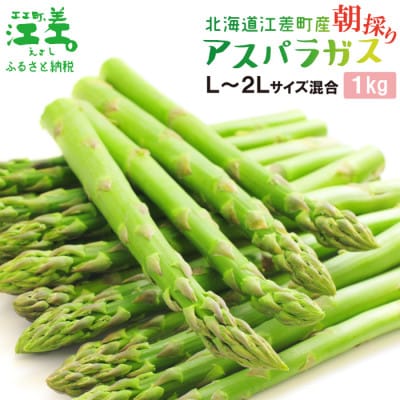 北海道江差町産 アスパラガス 1kg　L～2Lサイズ　朝採り農家直送