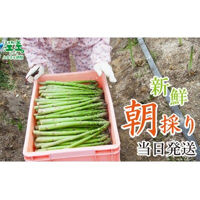 北海道江差町産 アスパラガス 1kg M～Lサイズ　朝採り農家直送