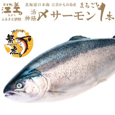 【2026年先行予約】生発送!鮮魚【1本まるごと】活〆・神経〆 北海道産 サーモン 約2.5kg