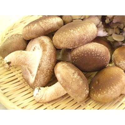 下仁田ネギのすき焼きセットGS