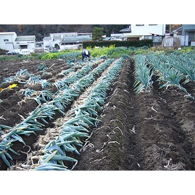 下仁田町特産「下仁田ねぎ」 2Lサイズ(太さ3.3cm～3.7cm)大箱　25本入り