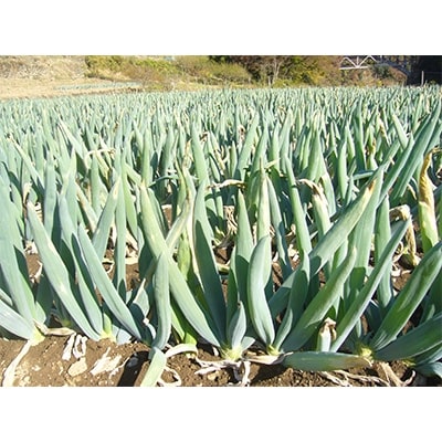 下仁田町特産「下仁田ねぎ」 Lサイズ(太さ2.9cm～3.2cm)大箱　30本入り