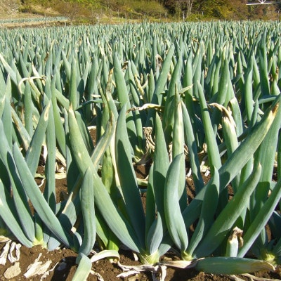 下仁田町特産「下仁田ねぎ」 3Lサイズ(太さ3.8cm以上)小箱　12本入り