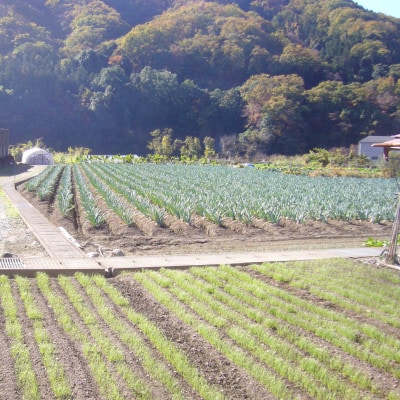 下仁田町特産「下仁田ねぎ」 3Lサイズ(太さ3.8cm以上)小箱　12本入り
