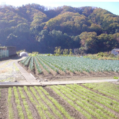 下仁田町特産「下仁田ねぎ」 3Lサイズ(太さ3.8cm以上)大箱　18本入り