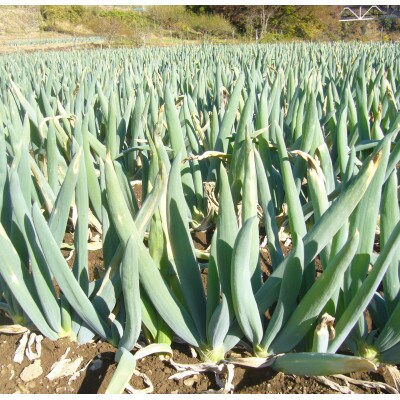 下仁田町特産「下仁田ねぎ」 2Lサイズ(太さ3.3cm～3.7cm)大箱　21本入り