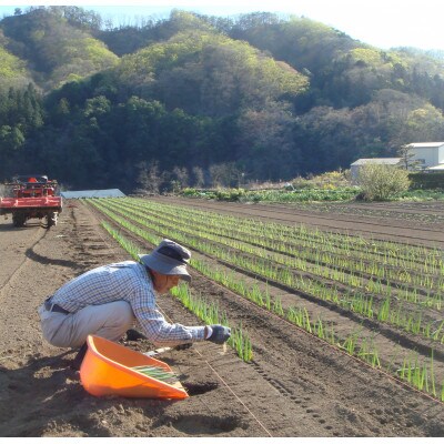 下仁田町特産「下仁田ねぎ」 2Lサイズ(太さ3.3cm～3.7cm)大箱　21本入り