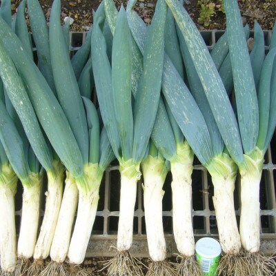 下仁田町特産「下仁田ねぎ」3Lサイズ　10本入り