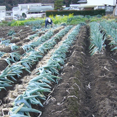 下仁田町特産「下仁田ねぎ」 Mサイズ(太さ2.3cm～2.8cm)　15本入り