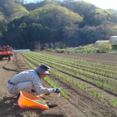 下仁田町特産「下仁田ねぎ」 Mサイズ(太さ2.3cm～2.8cm)　15本入り