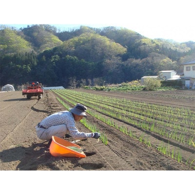 下仁田町特産「下仁田ねぎ」 Lサイズ(太さ2.9cm～3.2cm)大箱　20本入り