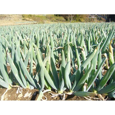 下仁田町特産「下仁田ねぎ」 Lサイズ(太さ2.9cm～3.2cm)大箱　20本入り