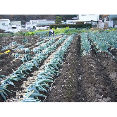 下仁田町特産「下仁田ねぎ」 Lサイズ(太さ2.9cm～3.2cm)大箱　20本入り