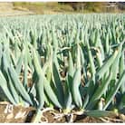 下仁田町特産「下仁田ねぎ」 2Lサイズ(太さ3.3cm～3.7cm)大箱　15本入り