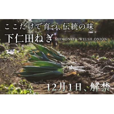 下仁田町特産「下仁田ねぎ」 2Lサイズ(太さ3.3cm～3.7cm)大箱　15本入り