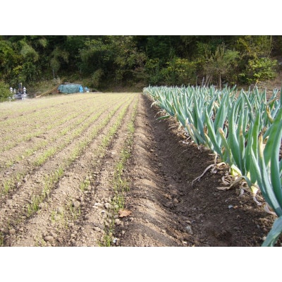 下仁田町特産「下仁田ねぎ」 Sサイズ　15本入り