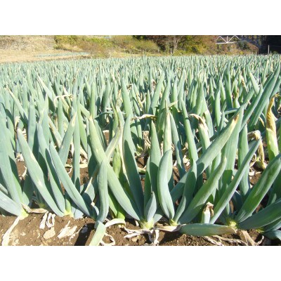 下仁田町特産「下仁田ねぎ」 食べ比べセット　7本入り(M2本 L2本 2L3本)F21K-727