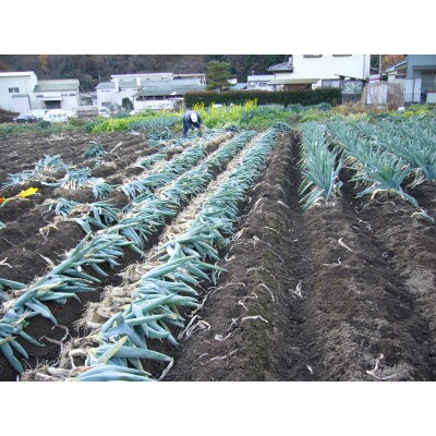 下仁田町特産「下仁田ねぎ」 食べ比べセット　7本入り(M2本 L2本 2L3本)F21K-727
