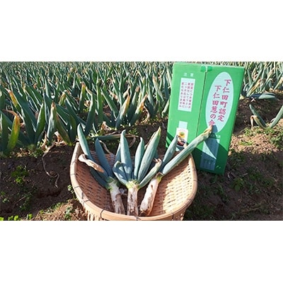 伝統農法の下仁田葱　Мサイズ(40本)