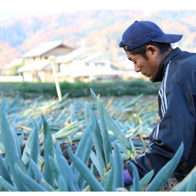 伝統農法の下仁田葱　Мサイズ(30本)
