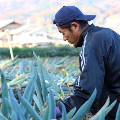 伝統農法の下仁田葱　2Lサイズ(21本)またはLサイズ(24本)