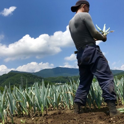 伝統農法の下仁田葱　2Lサイズ(21本)またはLサイズ(24本)