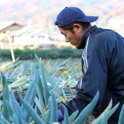 伝統農法の下仁田葱　2Lサイズ(14本)またはLサイズ(18本)