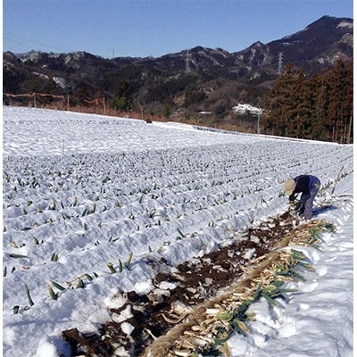 厳冬期の下仁田ねぎ　Lサイズ30本