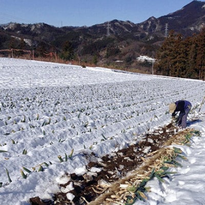 厳冬期の下仁田ねぎ Lサイズ24本