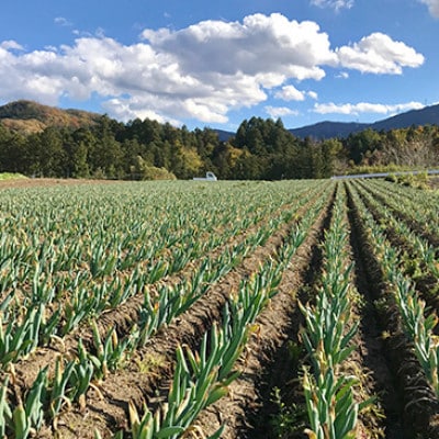 厳冬期の下仁田ねぎ Lサイズ24本