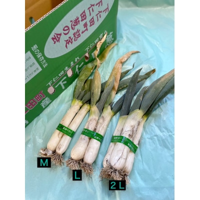 年末/年明けの下仁田ねぎ(葉っぱが枯れてからの下仁田ねぎ)(M 15本)F21K-724