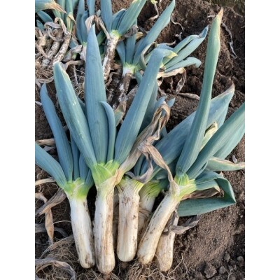 自慢の下仁田葱(Lサイズ　30本)【離島配送不可】