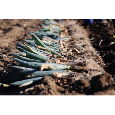 訳あり(家庭用)丹精込めた下仁田葱 Sサイズ15本 約2kg