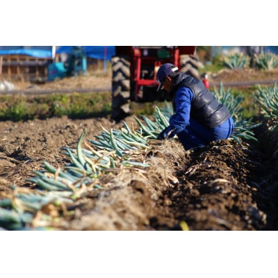 訳あり(家庭用)丹精込めた下仁田葱 Sサイズ15本 約2kg