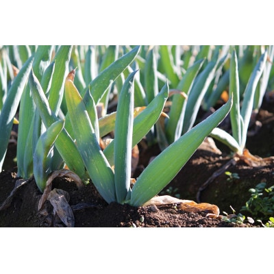 訳あり(家庭用)丹精込めた下仁田葱 Sサイズ15本 約2kg