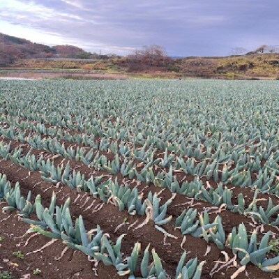 甘さが自慢の下仁田葱(3Lサイズ 13本)