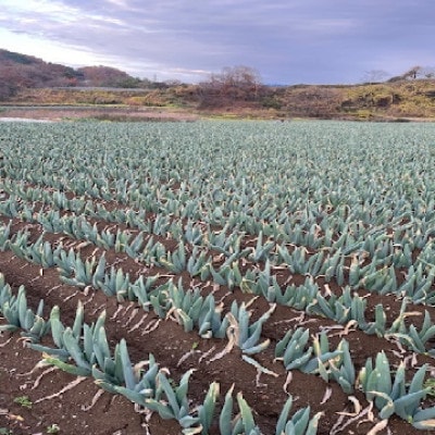 甘さが自慢の下仁田葱　(Mサイズ　30本)
