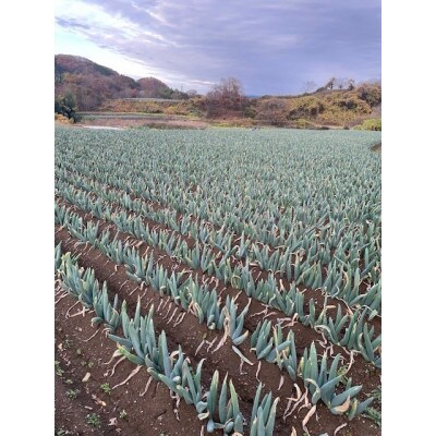自慢の下仁田葱(Lサイズ　24本)