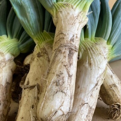 自慢の下仁田葱(LLサイズ　21本)