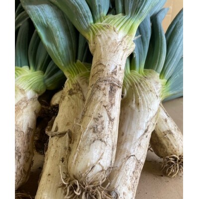 甘さが自慢の下仁田葱(Mサイズ 20本)