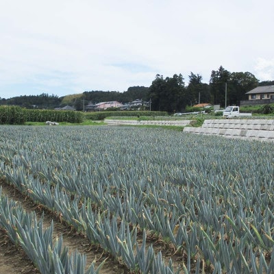 訳あり(家庭用)甘さが自慢の下仁田葱 Sサイズ 15本