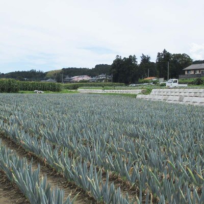 甘さが自慢の下仁田ねぎ(Mサイズ 20本)