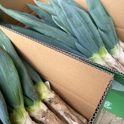 甘さが自慢の下仁田ねぎ(Mサイズ 20本)